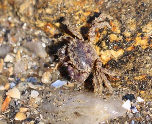 Pilumnus hirtellus